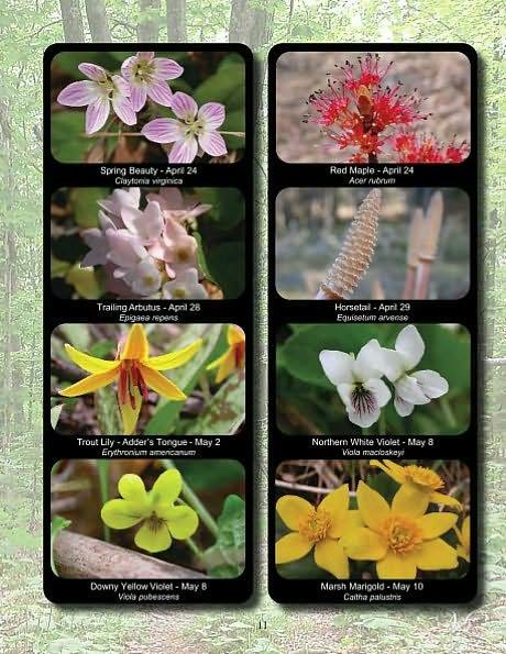 Keweenaw Wildflowers Blooming Seasons
