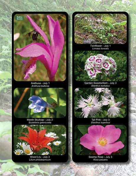 Keweenaw Wildflowers Blooming Seasons