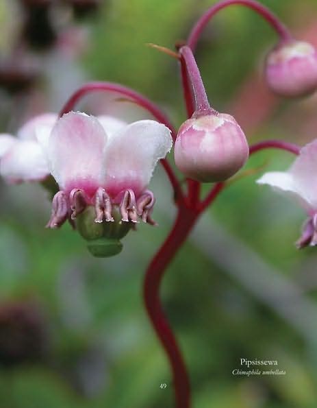 Keweenaw Wildflowers Blooming Seasons
