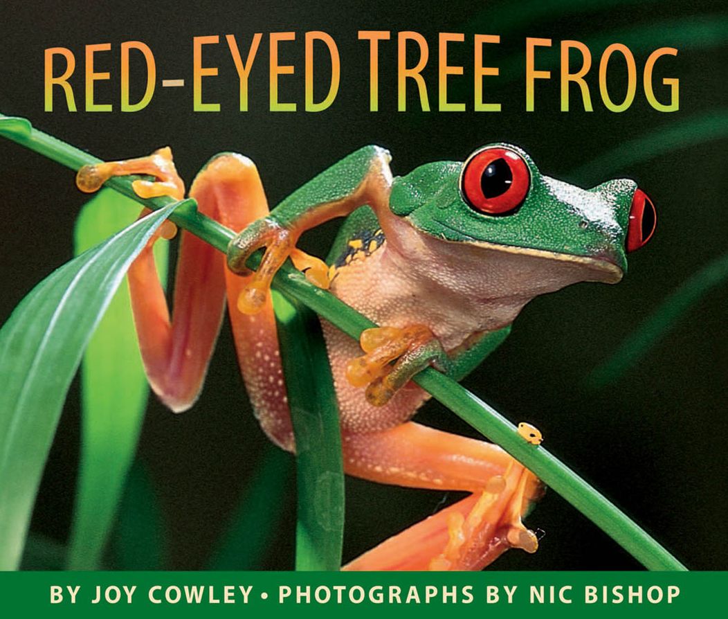 The Red-Eyed Tree Frog