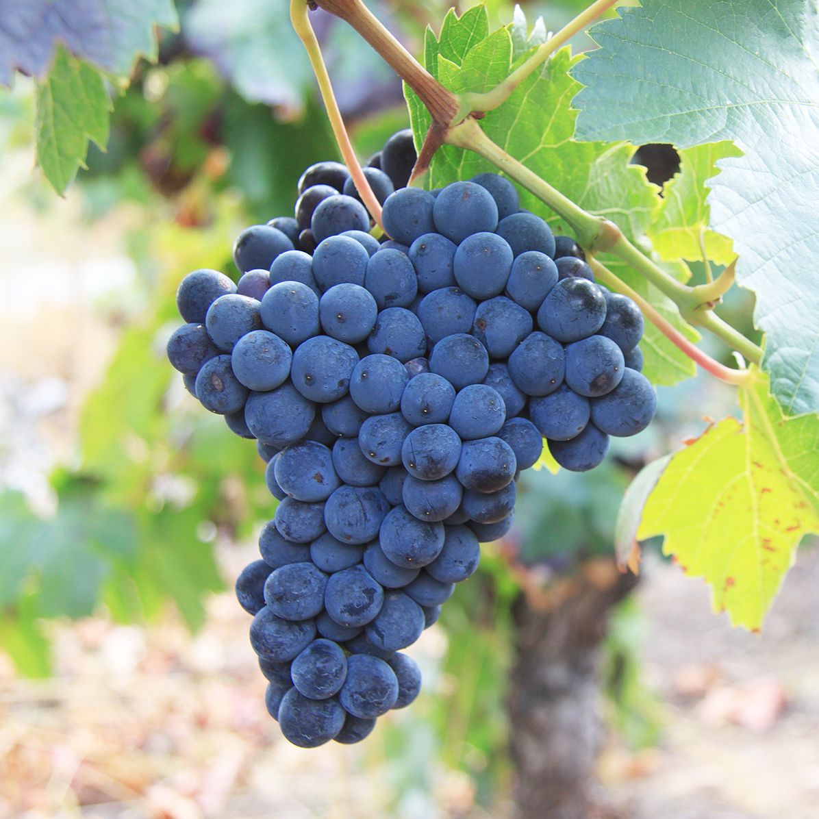 A Season for That: Lost and Found in the Other Southern France
