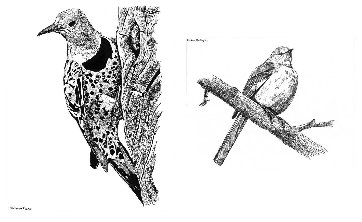 Slow Birding: The Art and Science of Enjoying the Birds in Your Own Backyard