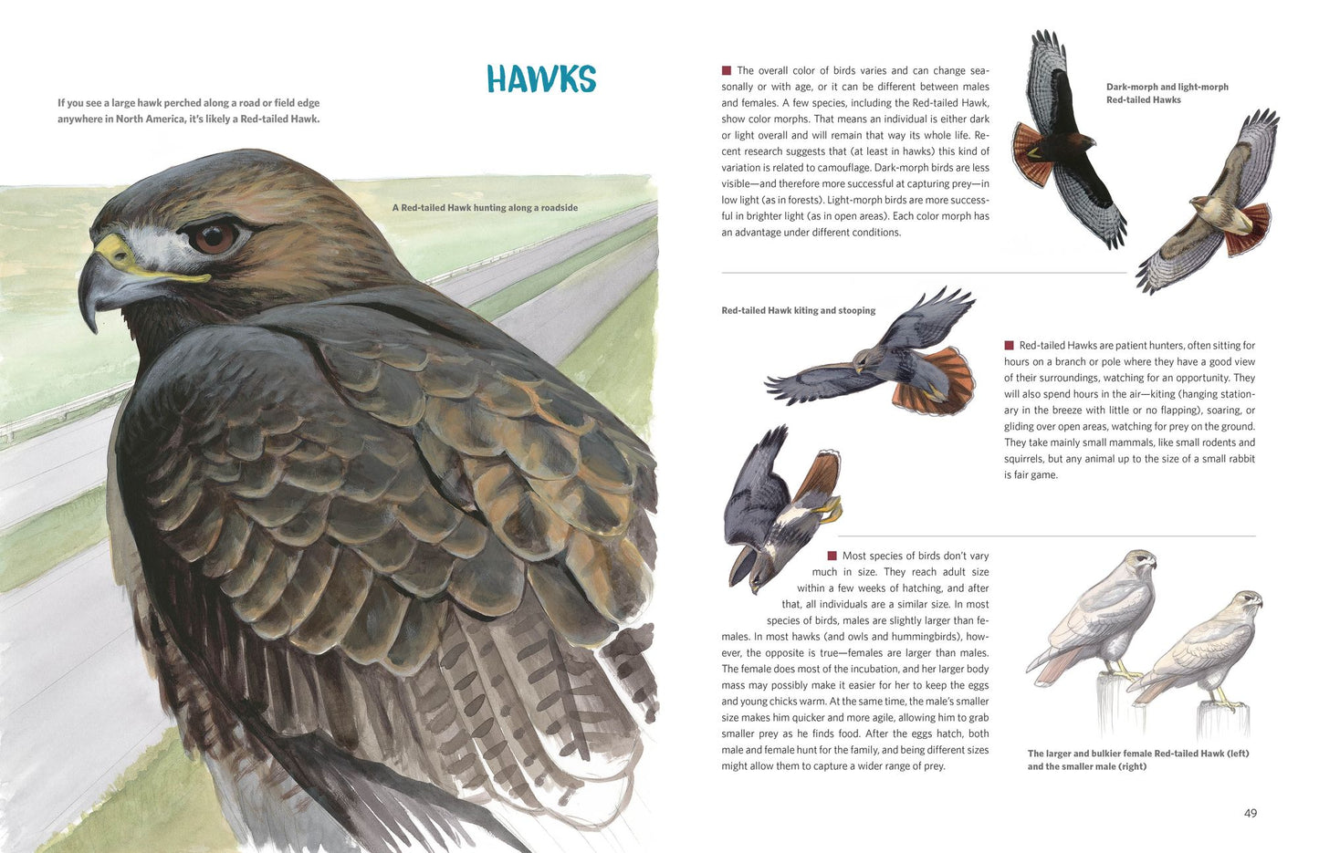 What It's Like to Be a Bird (Adapted for Young Readers): From Flying to Nesting, Eating to Singing--What Birds Are Doing and Why