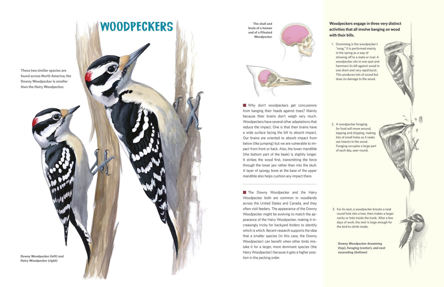 What It's Like to Be a Bird (Adapted for Young Readers): From Flying to Nesting, Eating to Singing--What Birds Are Doing and Why
