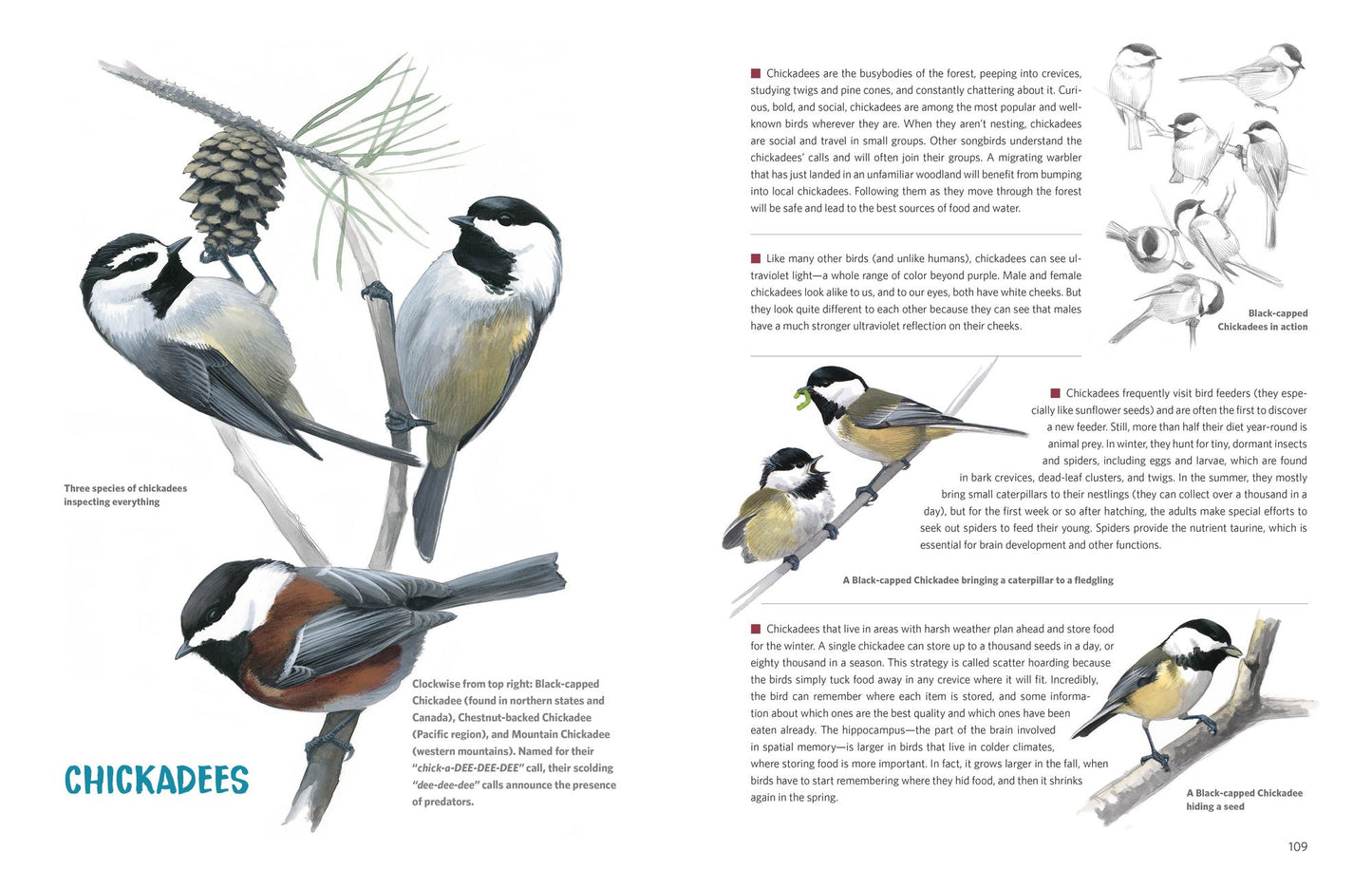 What It's Like to Be a Bird (Adapted for Young Readers): From Flying to Nesting, Eating to Singing--What Birds Are Doing and Why