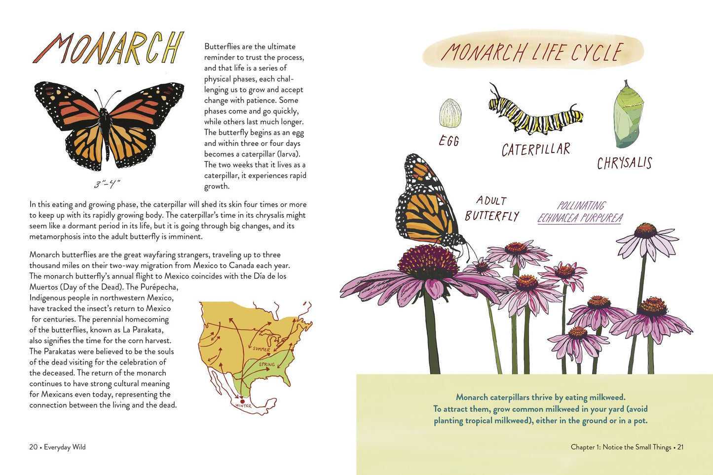 Everyday Wild: An Illustrated Guide for Mindfulness in Nature.