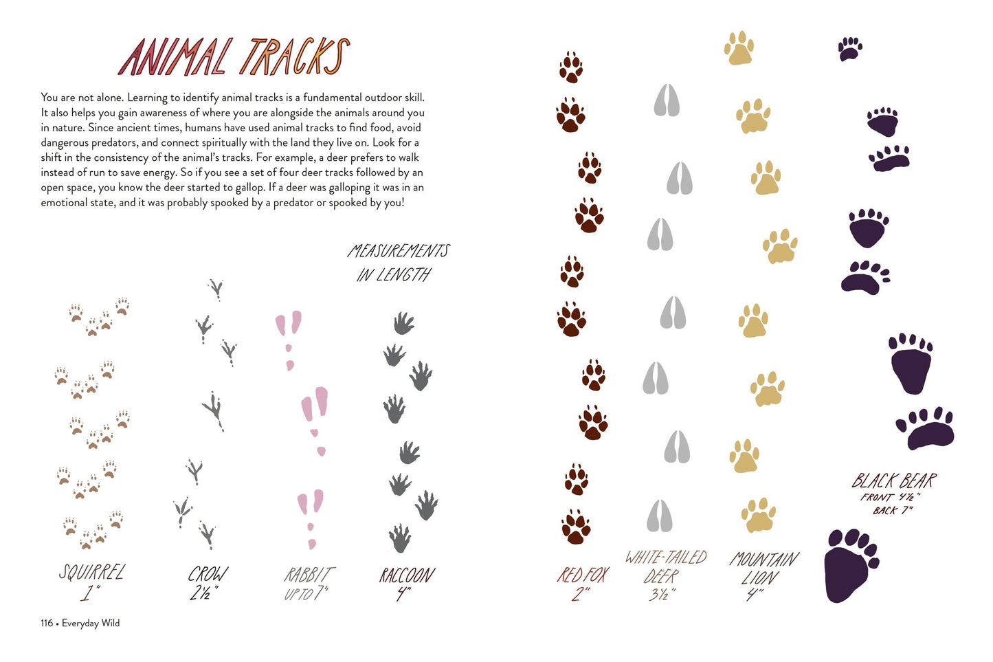 Everyday Wild: An Illustrated Guide for Mindfulness in Nature.