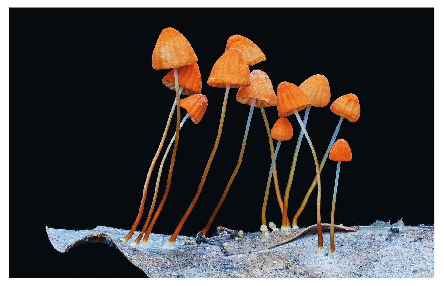 Entangled Life: The Illustrated Edition: How Fungi Make Our Worlds