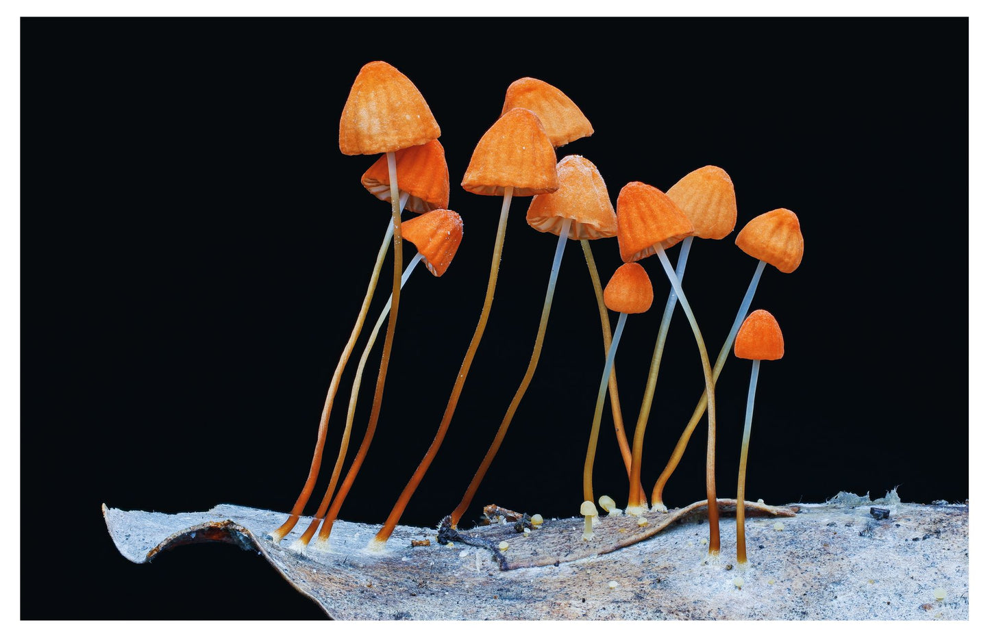 Entangled Life: The Illustrated Edition: How Fungi Make Our Worlds