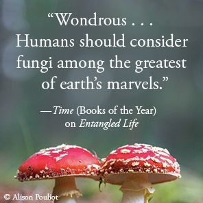 Entangled Life: The Illustrated Edition: How Fungi Make Our Worlds