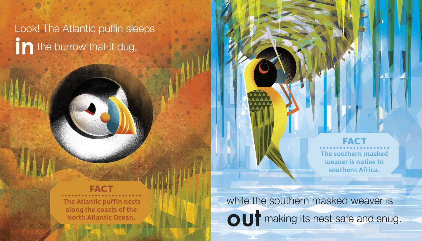 Birding for Babies: Birds Around the World: An Opposites Book