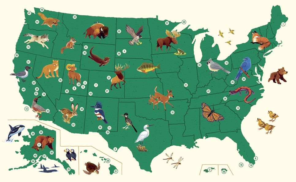 Animals of the National Parks: An Alphabet Book