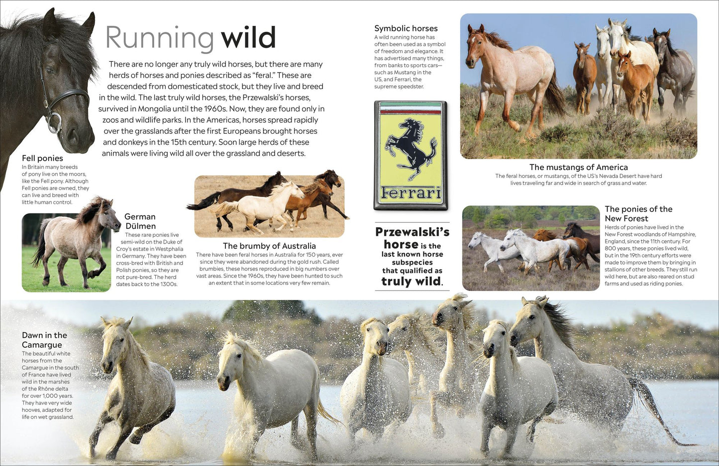Eyewitness Horse