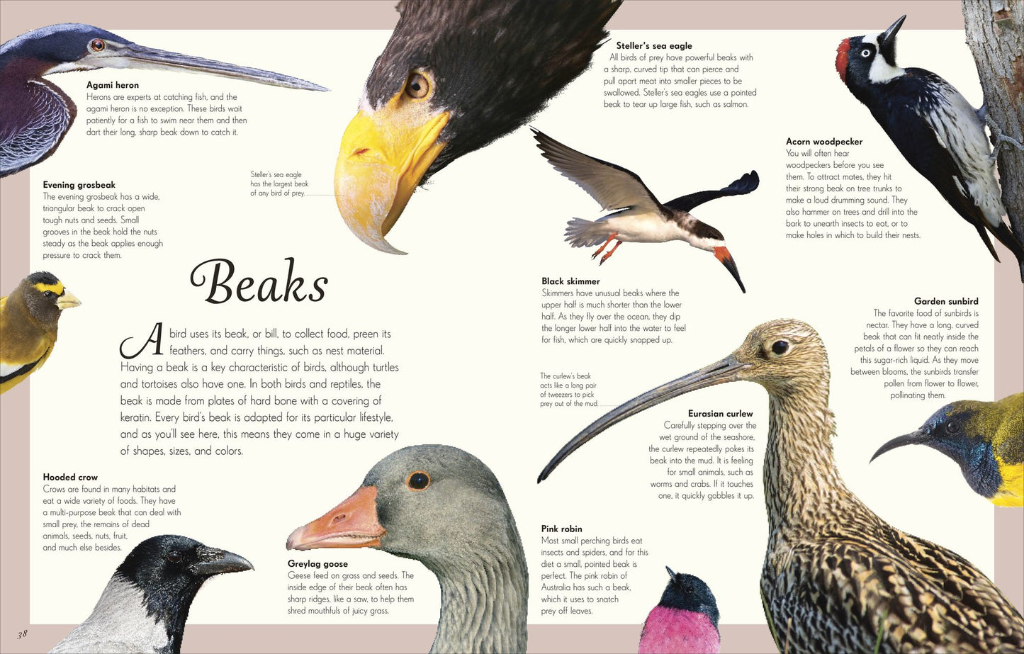 An Anthology of Exquisite Birds