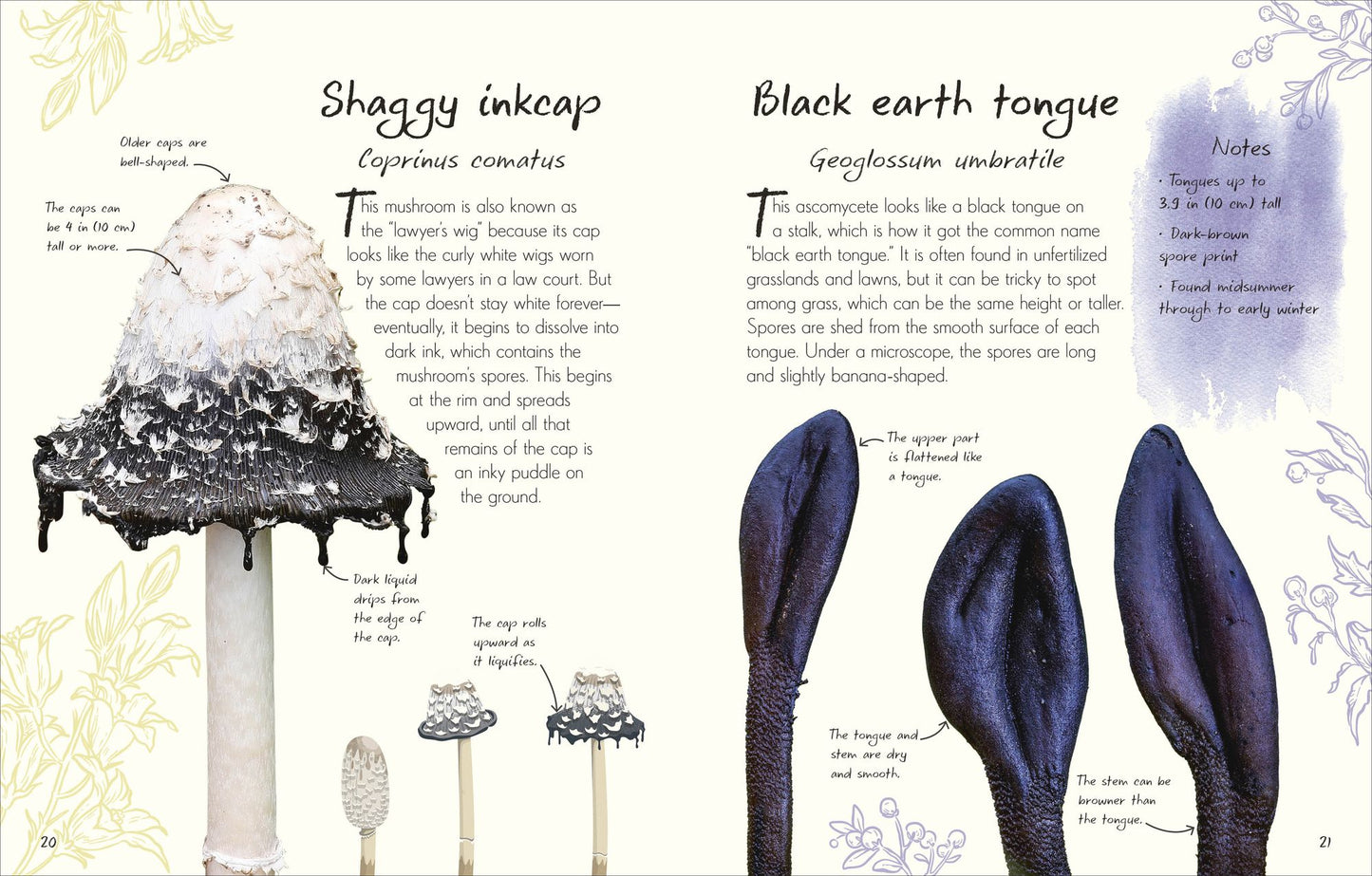 An Anthology of Fungi: A Collection of Mushrooms, Toadstools and Other Fungi