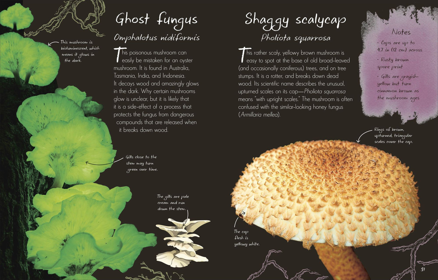An Anthology of Fungi: A Collection of Mushrooms, Toadstools and Other Fungi