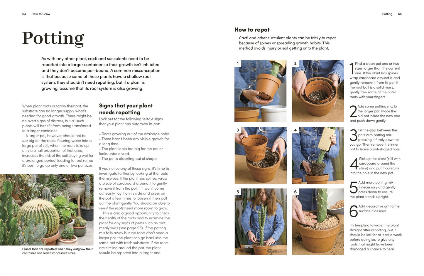 Cacti and Succulents: How to Handle Prickly Plants with Care