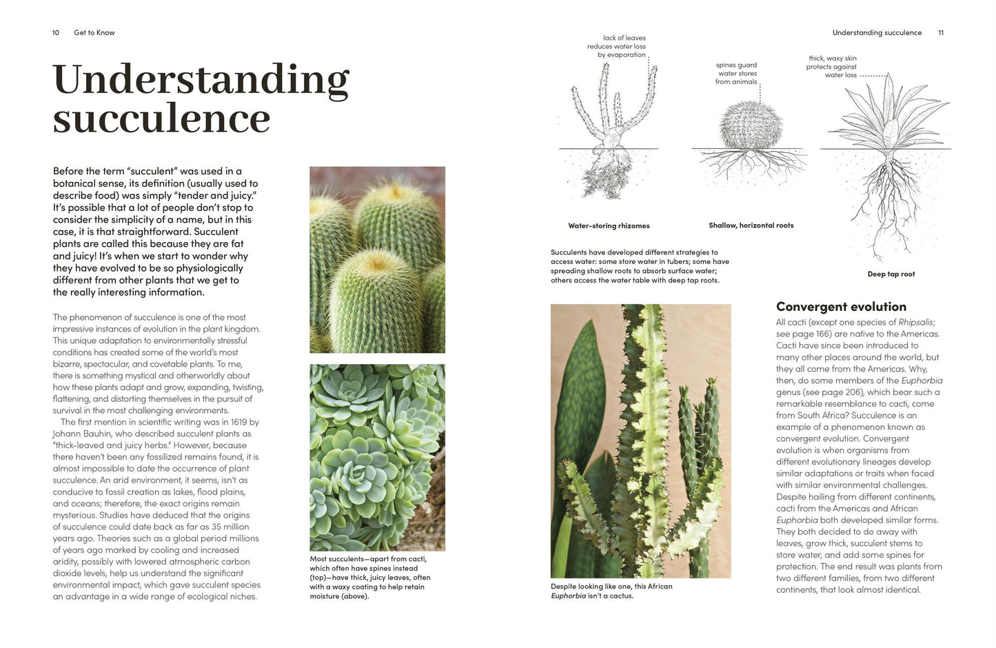Cacti and Succulents: How to Handle Prickly Plants with Care
