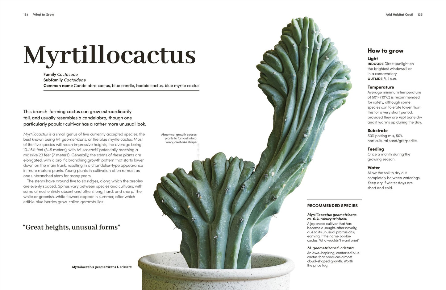 Cacti and Succulents: How to Handle Prickly Plants with Care