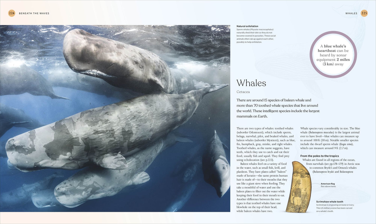 The Ocean Book: The Stories, Science, and History of Oceans