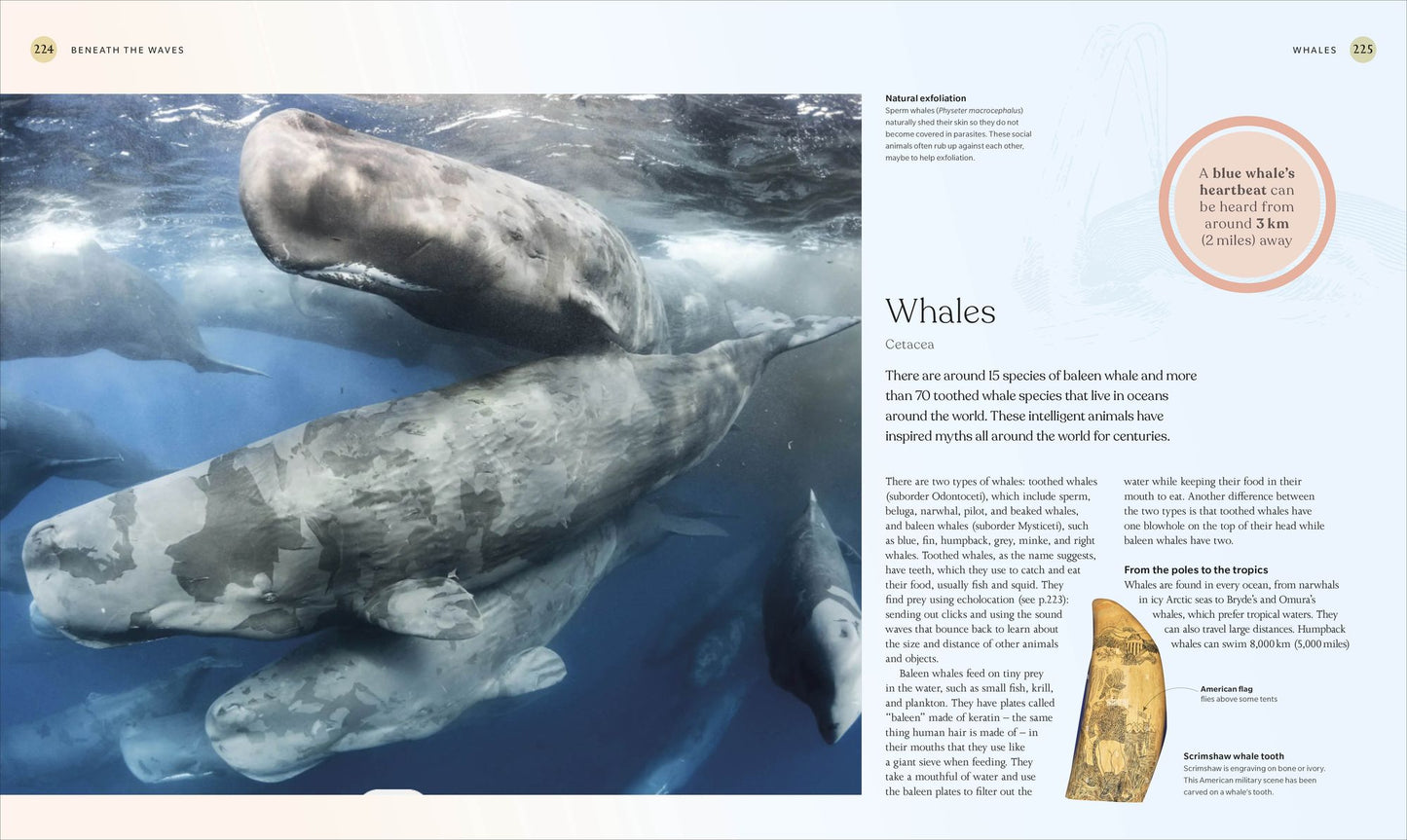 The Ocean Book: The Stories, Science, and History of Oceans