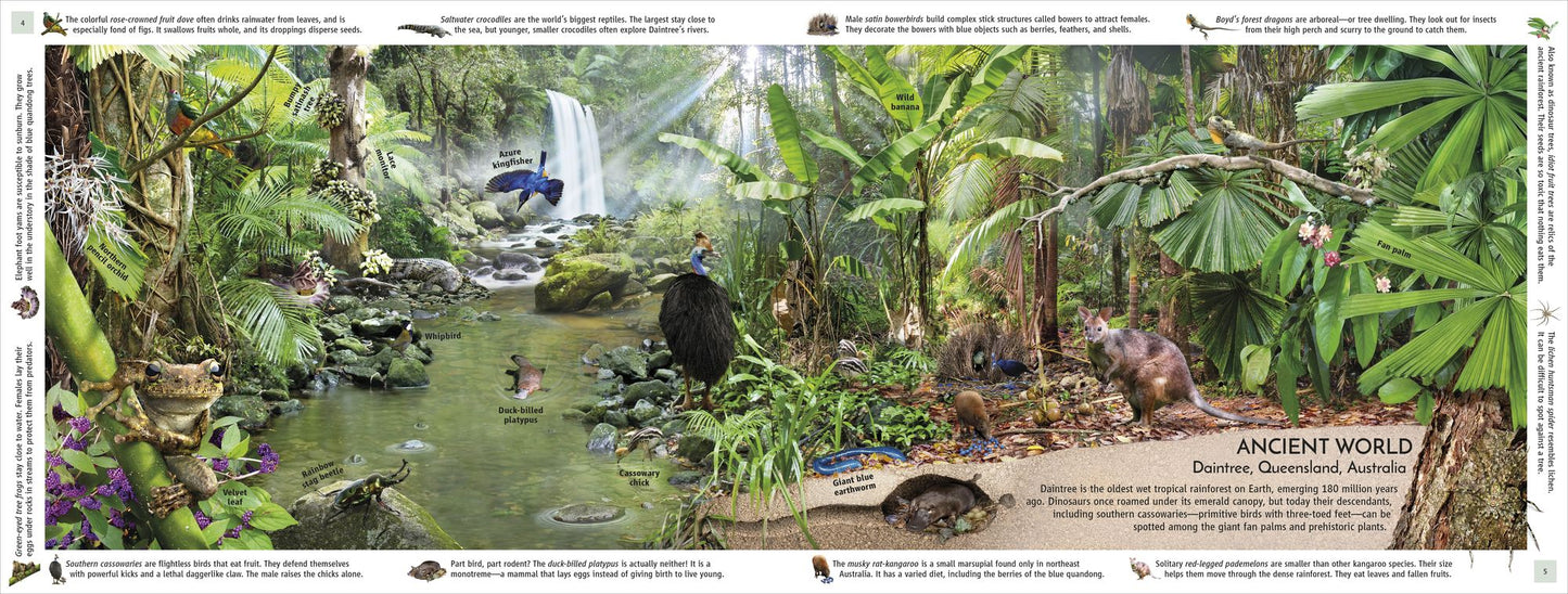 Rainforest