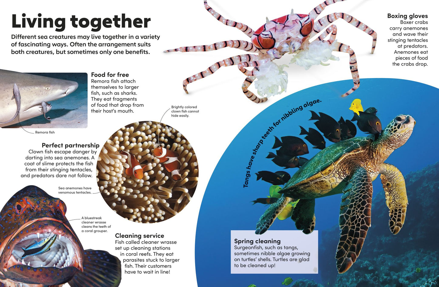 Eyewonder Ocean: Take a Deep Dive Into Our Watery World