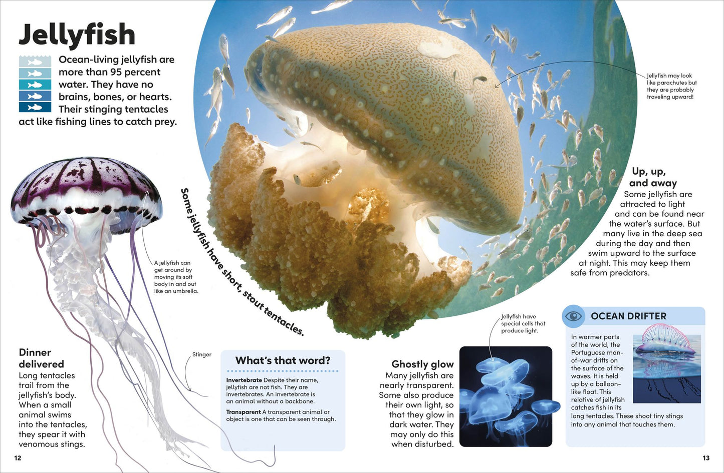 Eyewonder Ocean: Take a Deep Dive Into Our Watery World