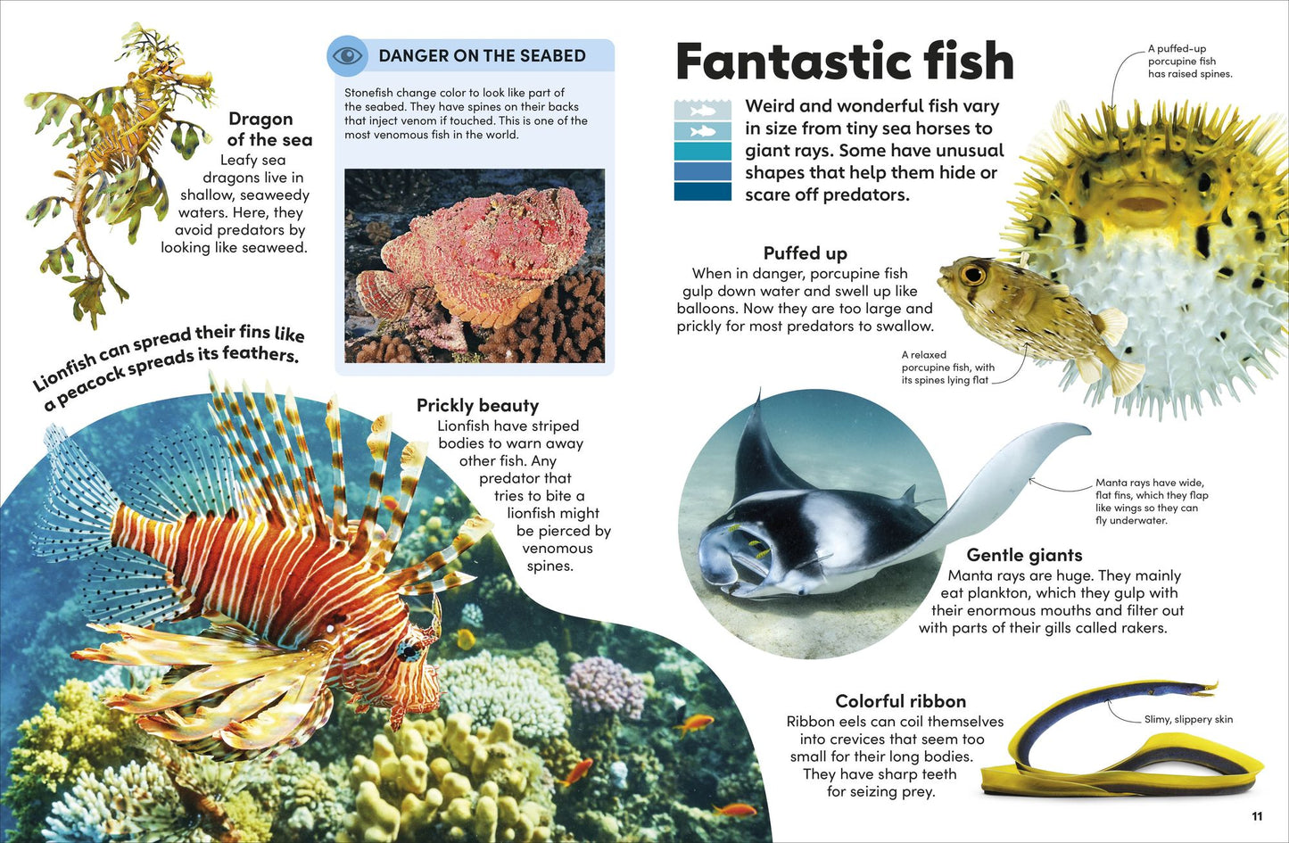 Eyewonder Ocean: Take a Deep Dive Into Our Watery World