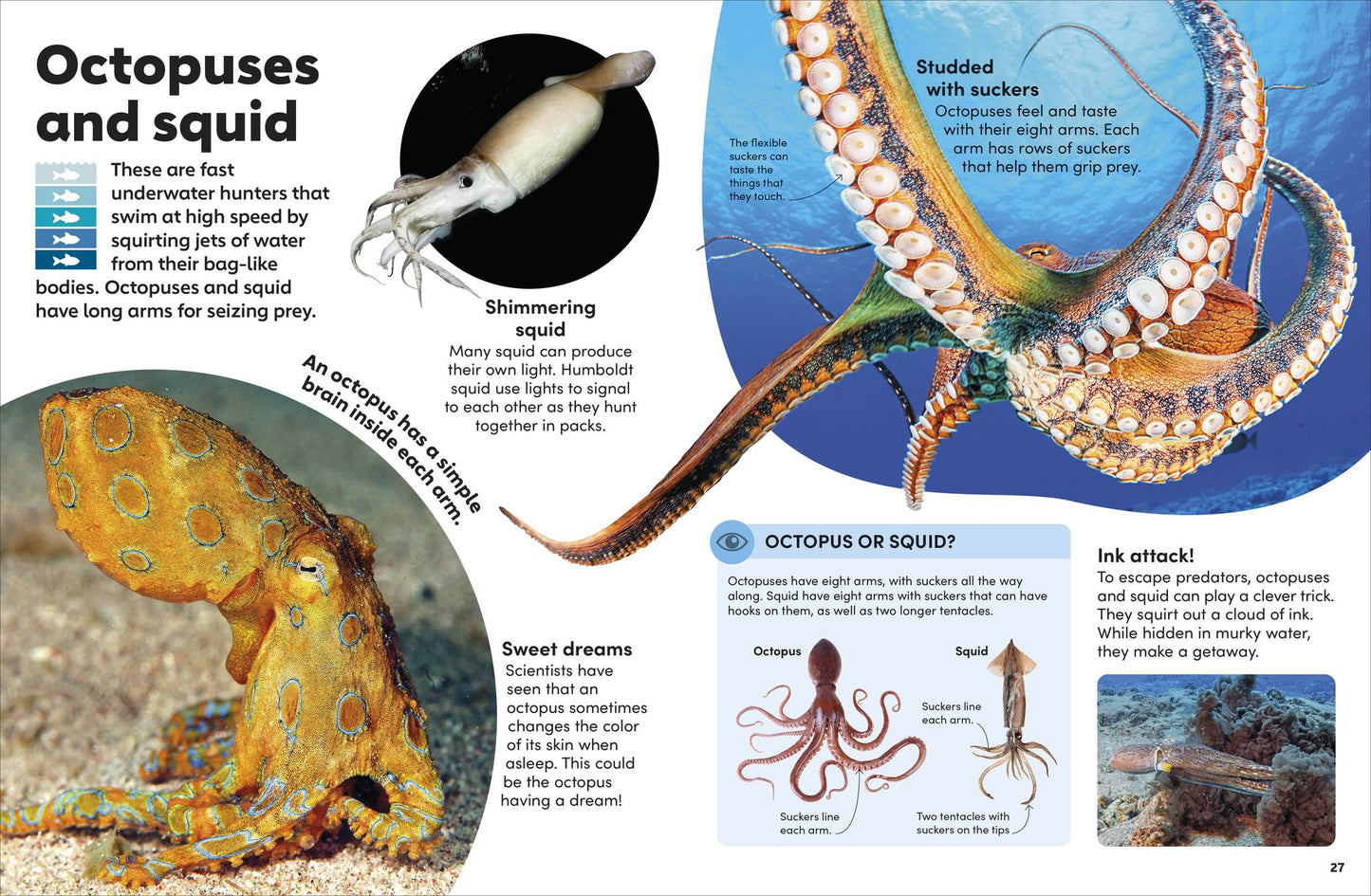 Eyewonder Ocean: Take a Deep Dive Into Our Watery World