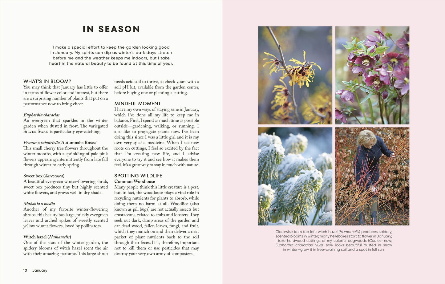 The Money-Saving Garden Year: A Month-by-month Guide to a Great Garden that Costs Less