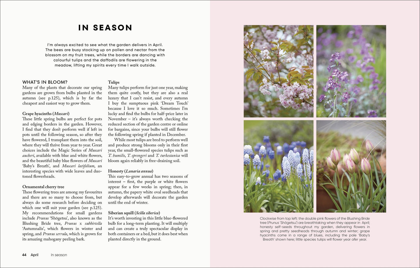 The Money-Saving Garden Year: A Month-by-month Guide to a Great Garden that Costs Less