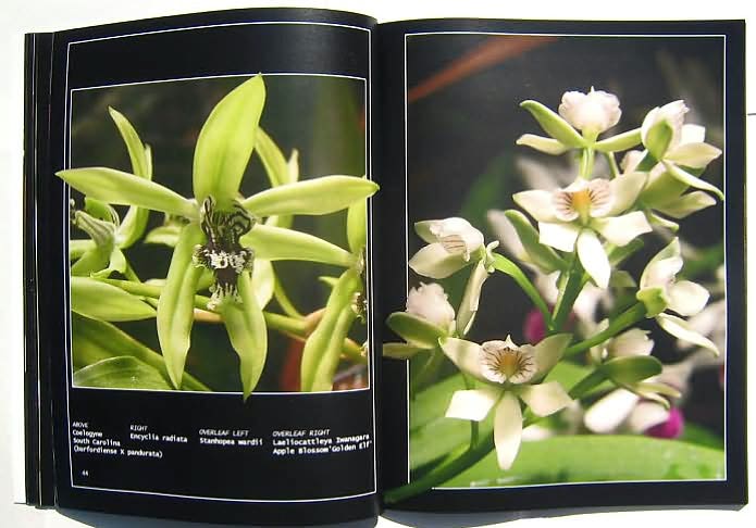 Orchids Through Our Eyes
