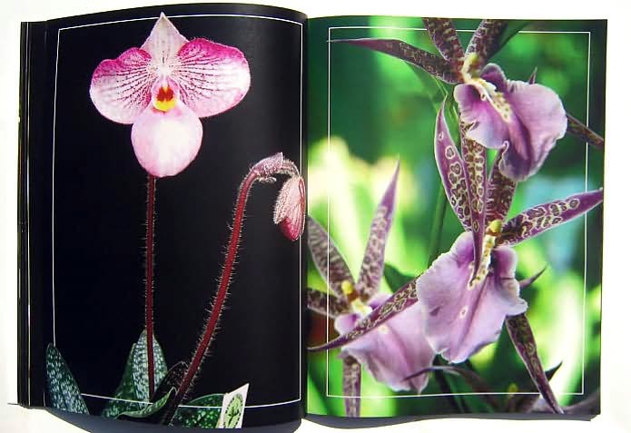 Orchids Through Our Eyes