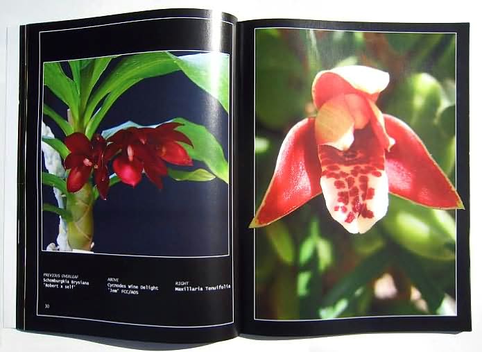 Orchids Through Our Eyes
