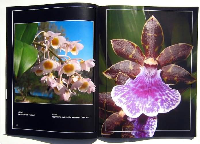 Orchids Through Our Eyes
