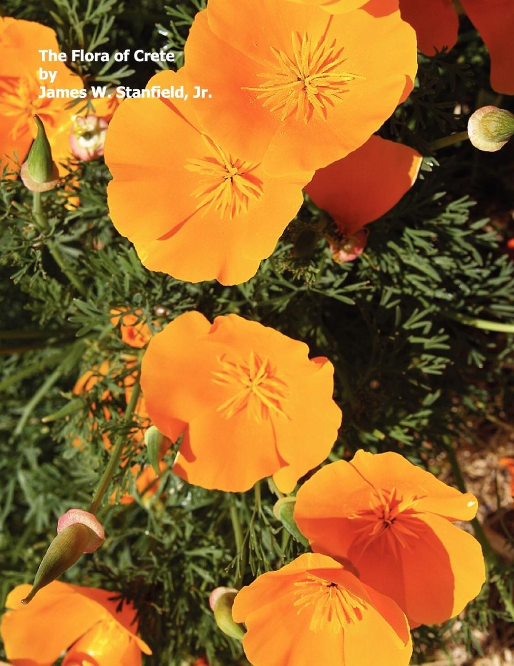 The Flora Of Crete