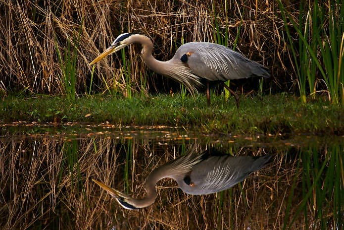South Carolina's Lowcountry... Naturally