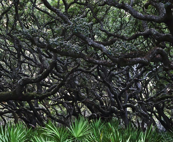 South Carolina's Lowcountry... Naturally