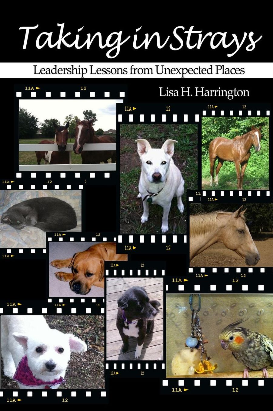Taking in Strays: Leadership Lessons from Unexpected Places