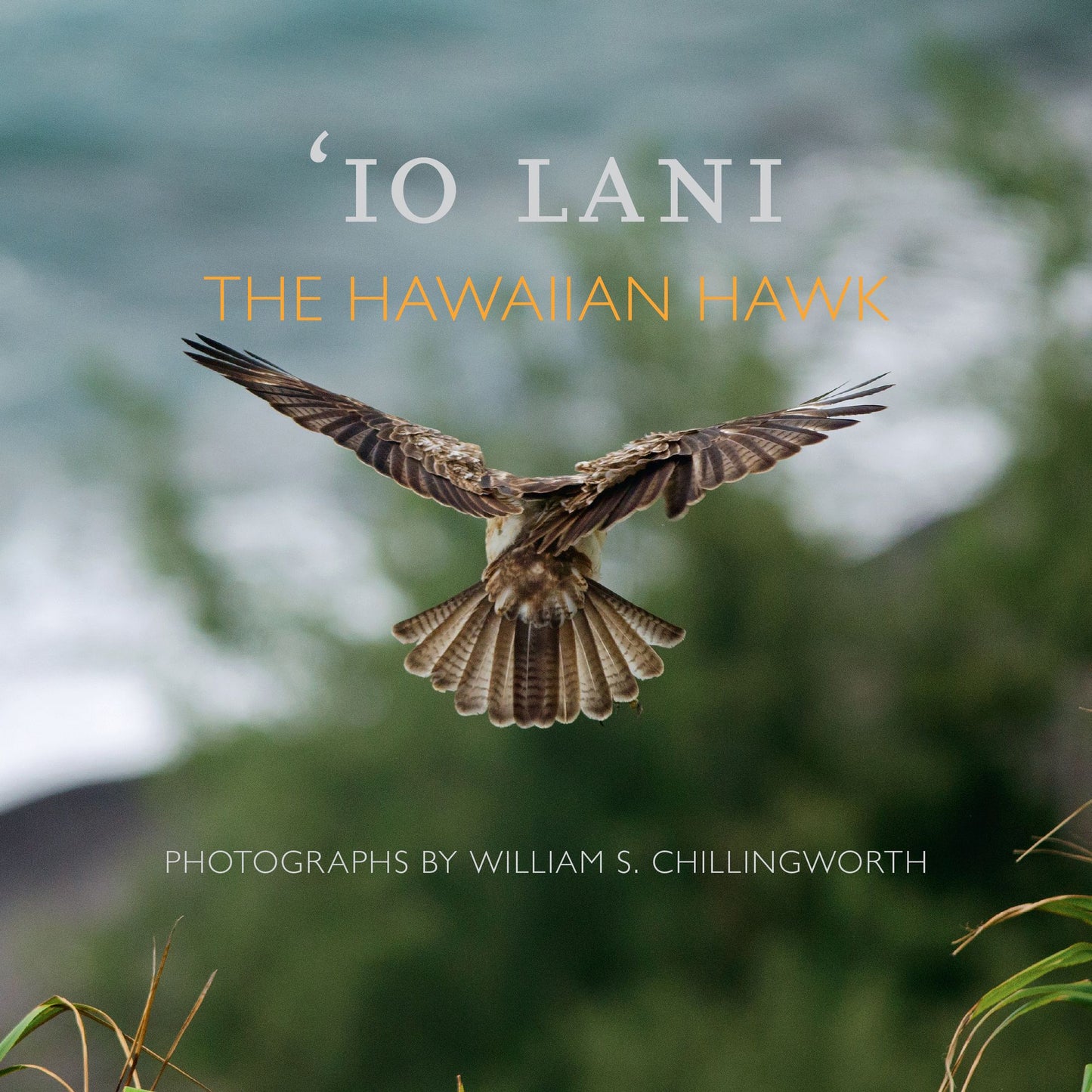 IO Lani: The Hawaiian Hawk