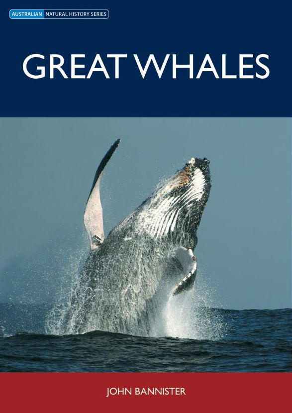 Great Whales [OP]