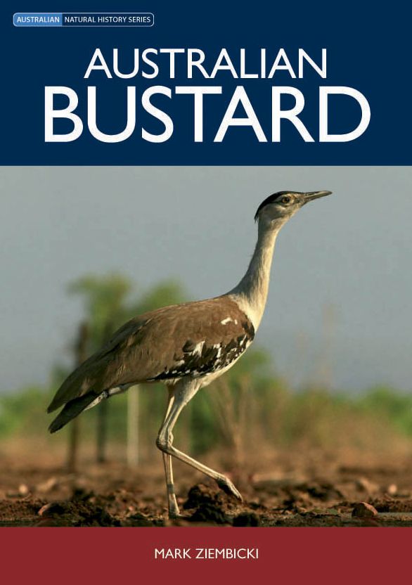 Australian Bustard