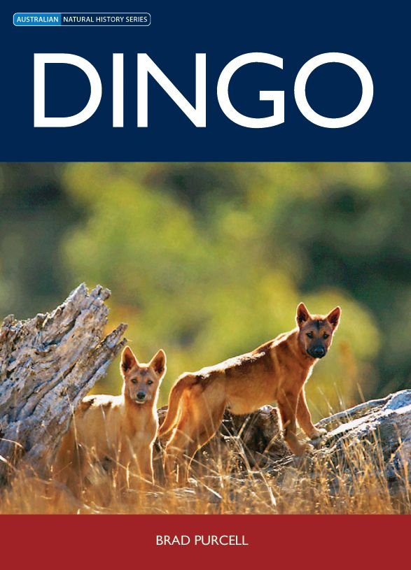 Dingo [OP]