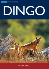Dingo