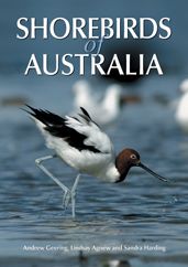 Shorebirds of Australia
