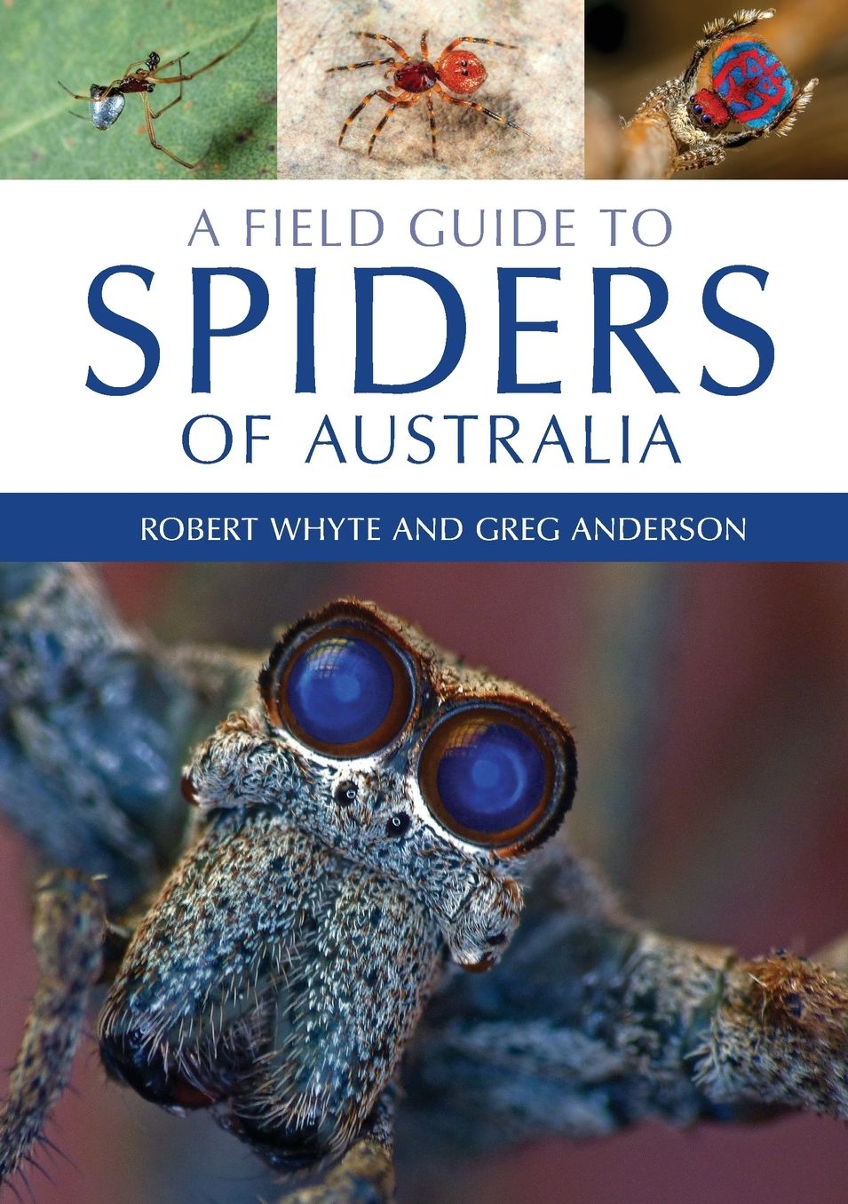 A Field Guide to Spiders of Australia