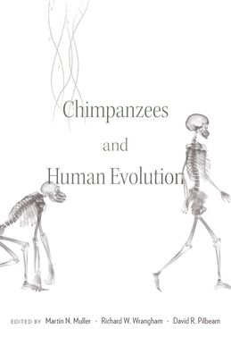Chimpanzees and Human Evolution