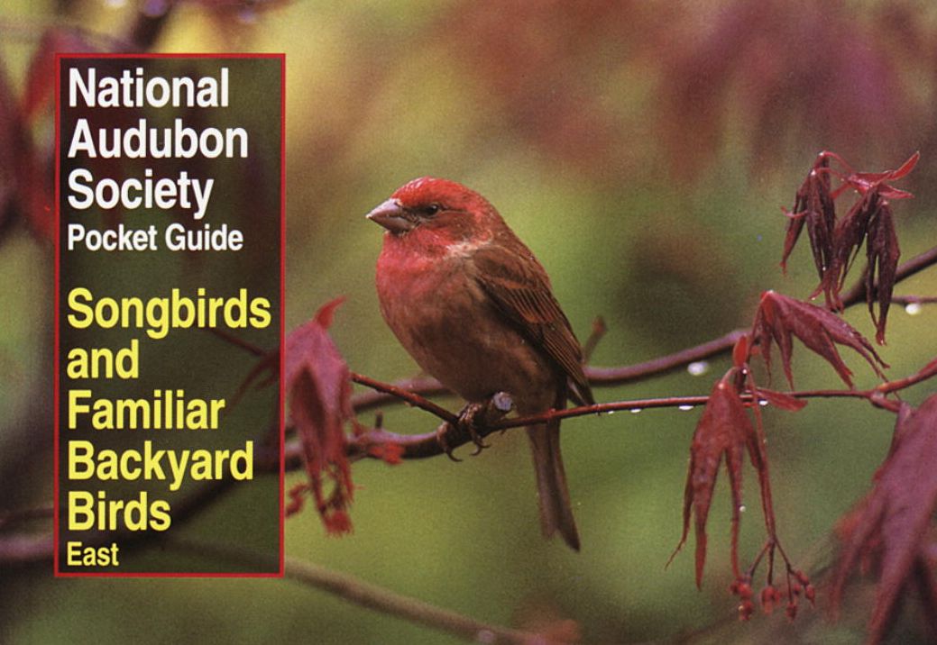 Songbirds and Familiar Backyard Birds: Eastern Region