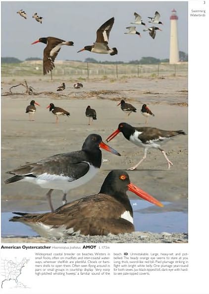 The Crossley ID Guide: Eastern Birds